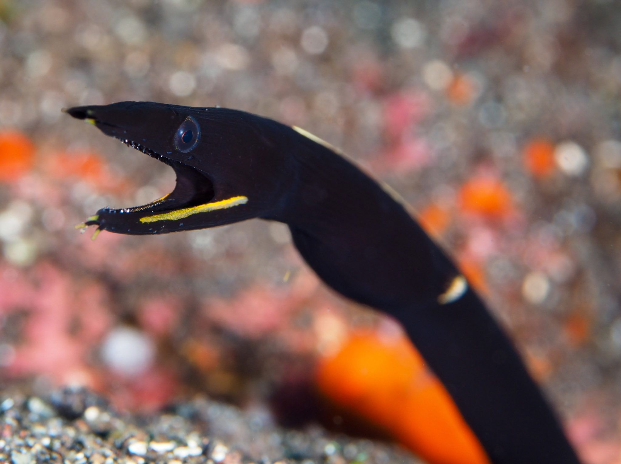 Male Juvenile Black Ribbon Eel portrait - Batanes Scooter Rental in ...